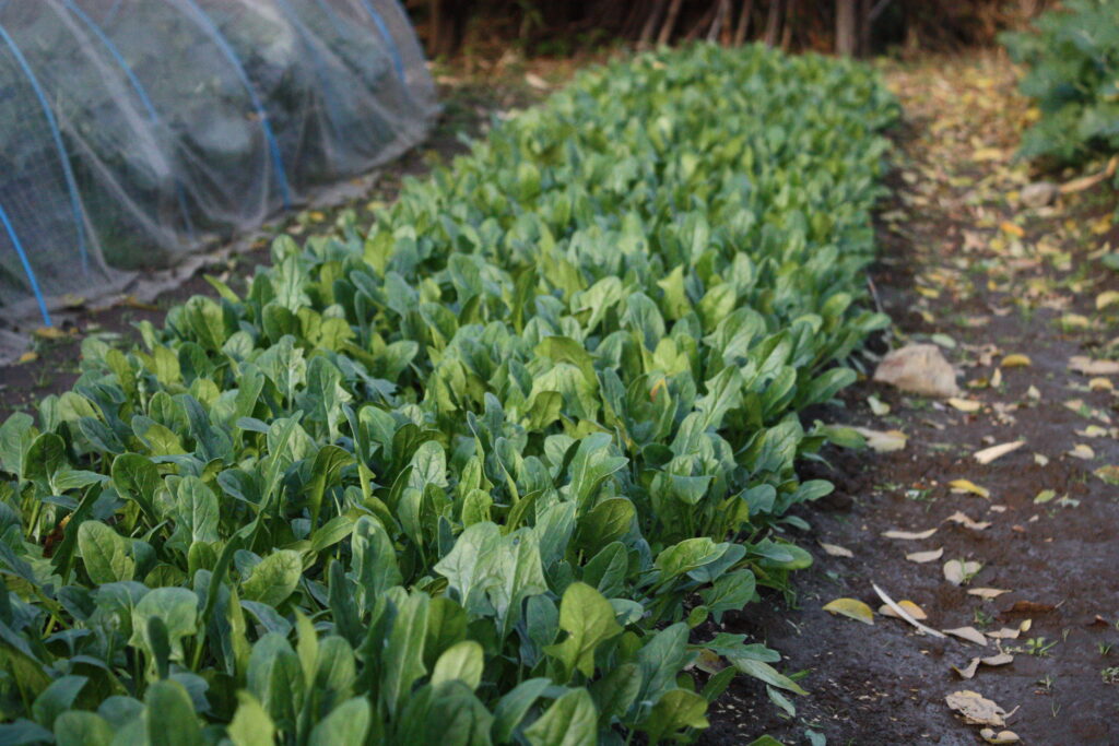 季節の野菜