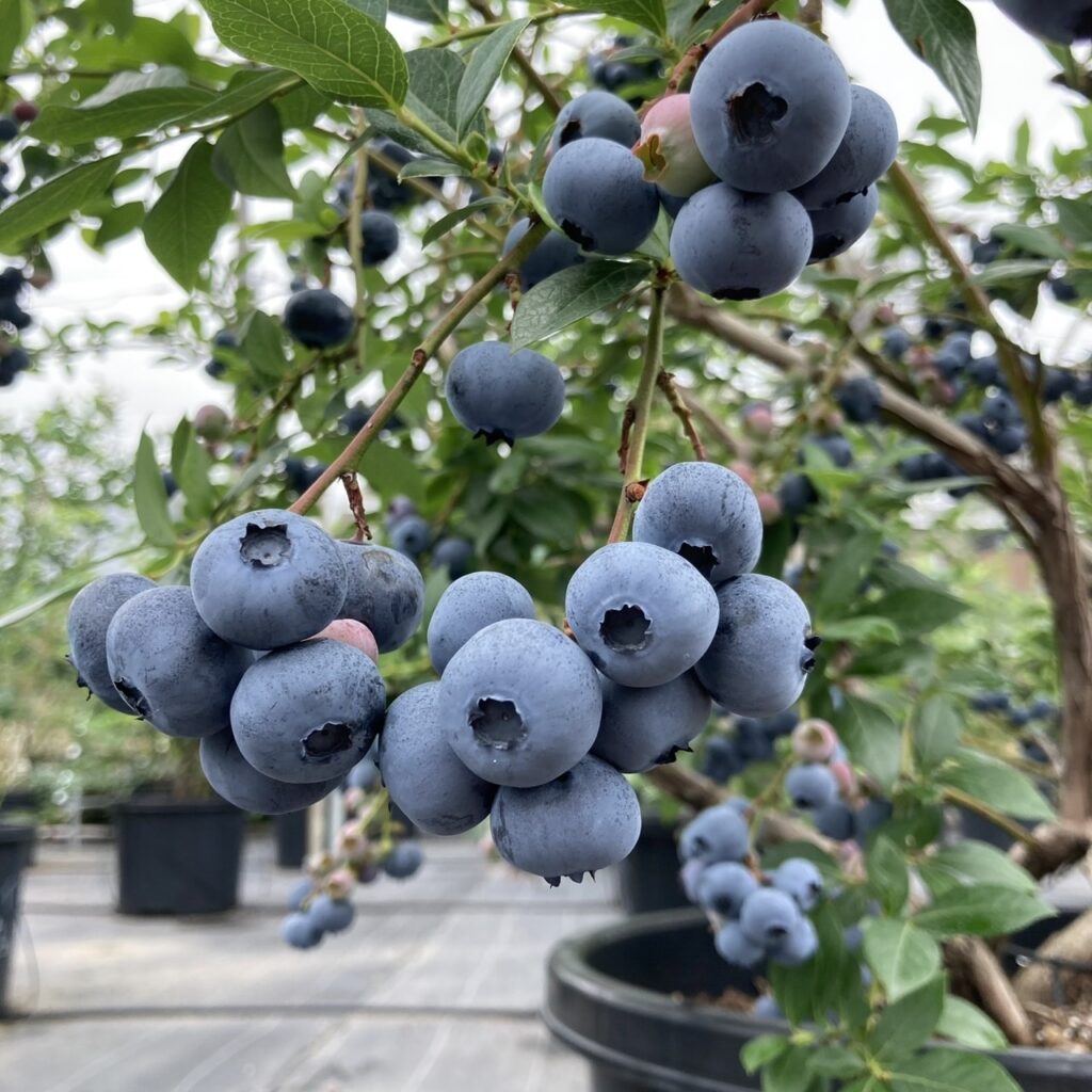 ブルーベリー
