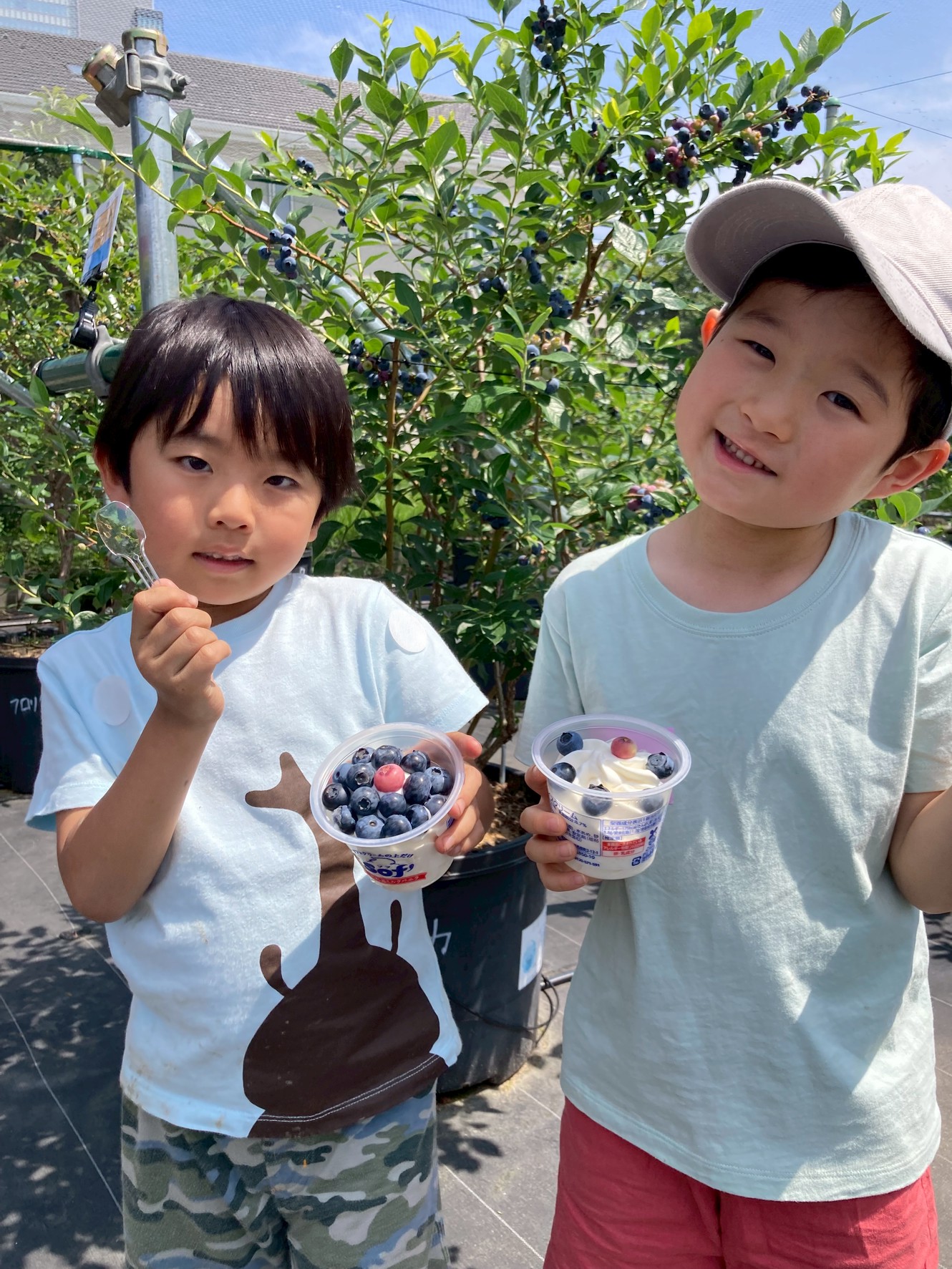 朝のブルーベリー狩り