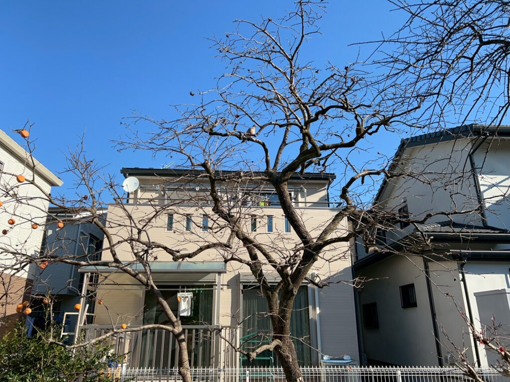 柿の木 剪定前