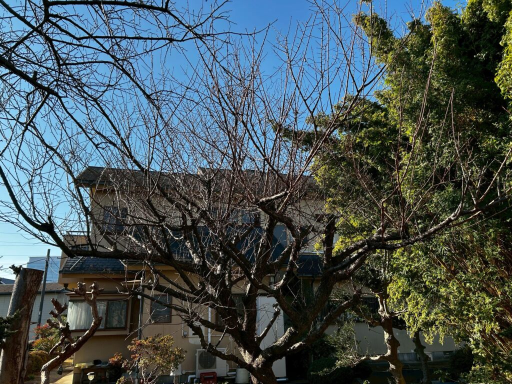 梅の木 剪定前