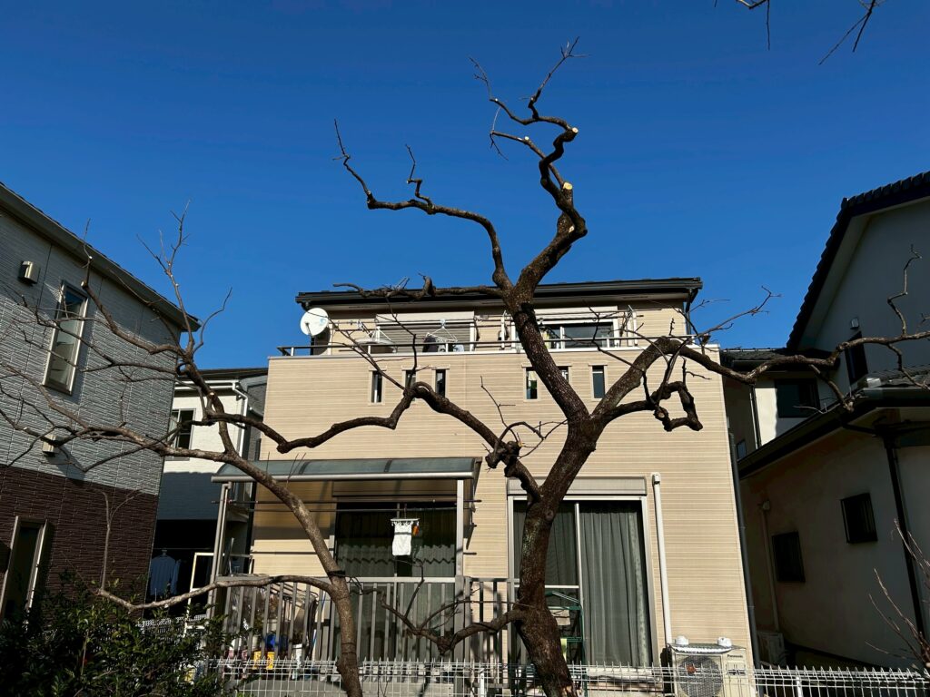 柿の木 剪定後