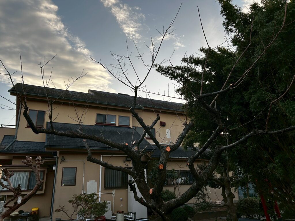 梅の木 剪定後