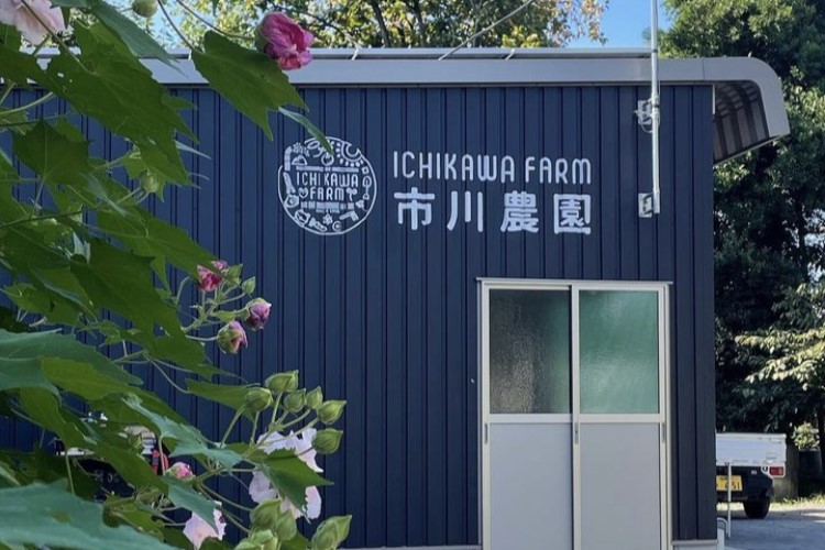 市川農園の畑