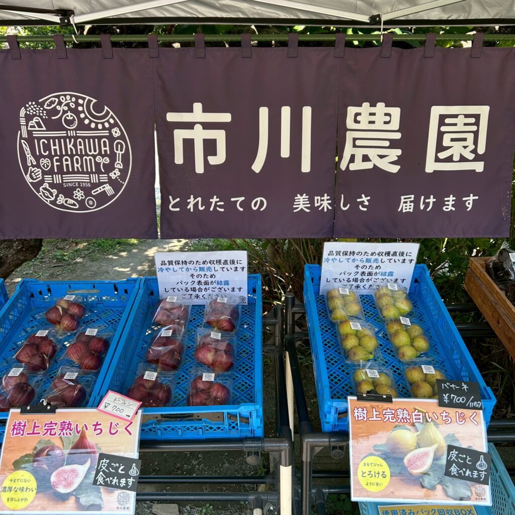 市川農園のいちじく直売