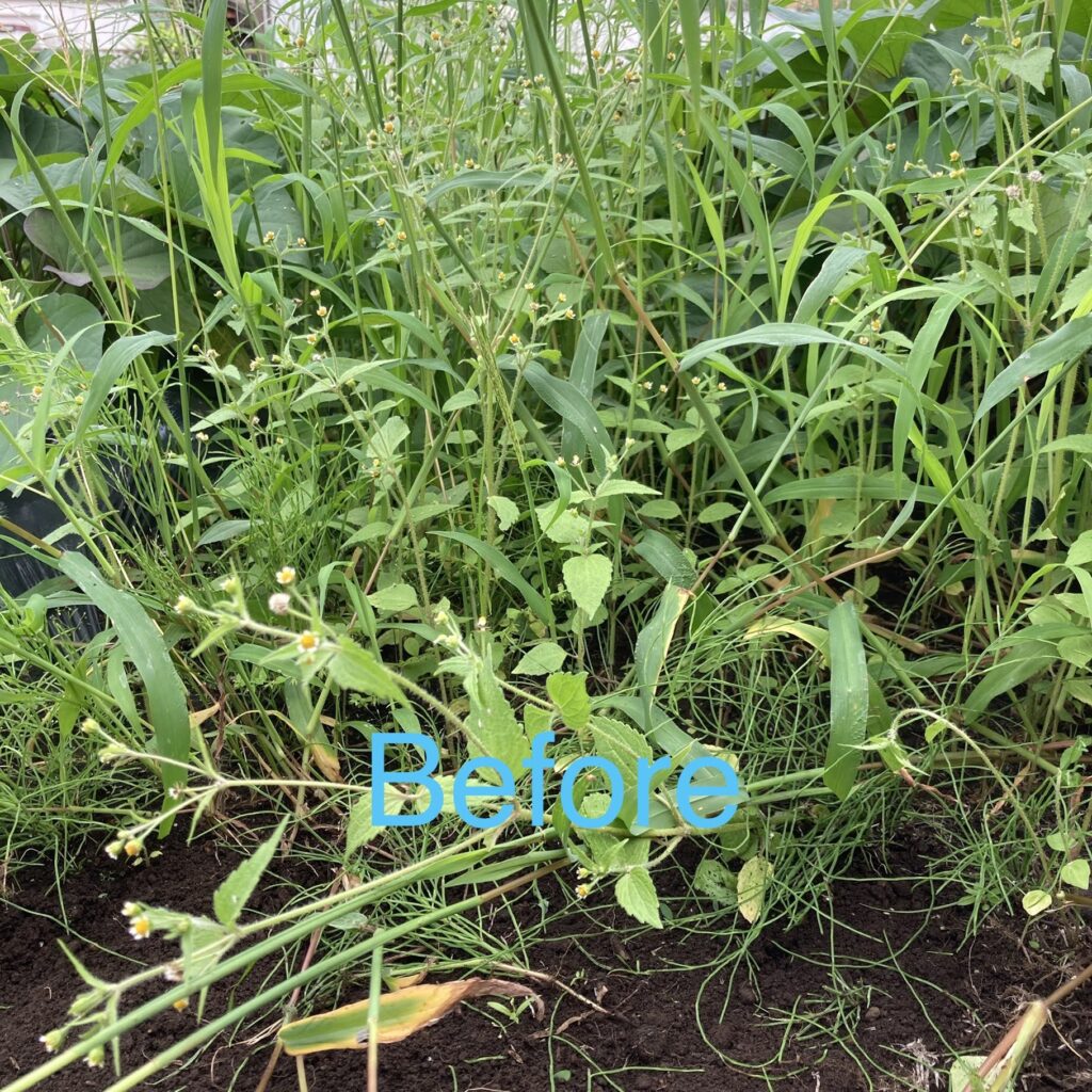 草取り1