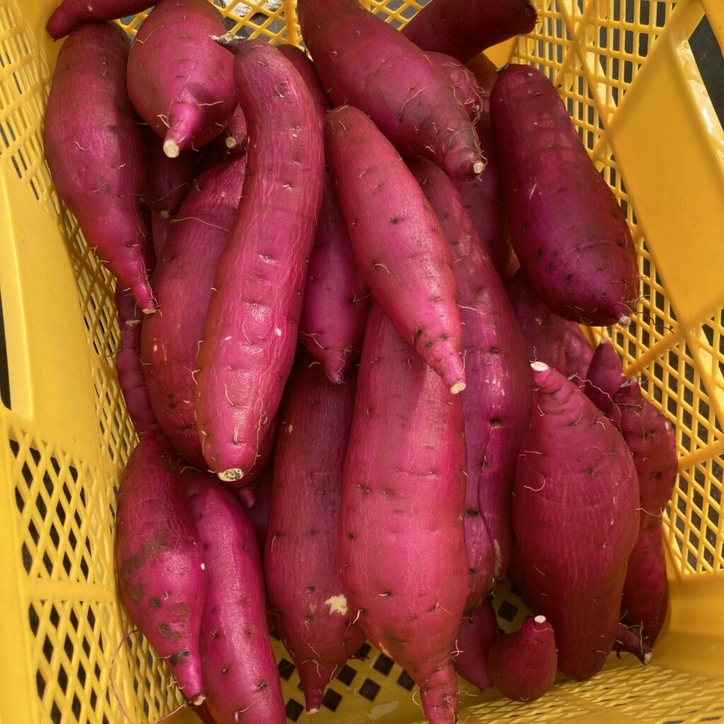 掘り出し1