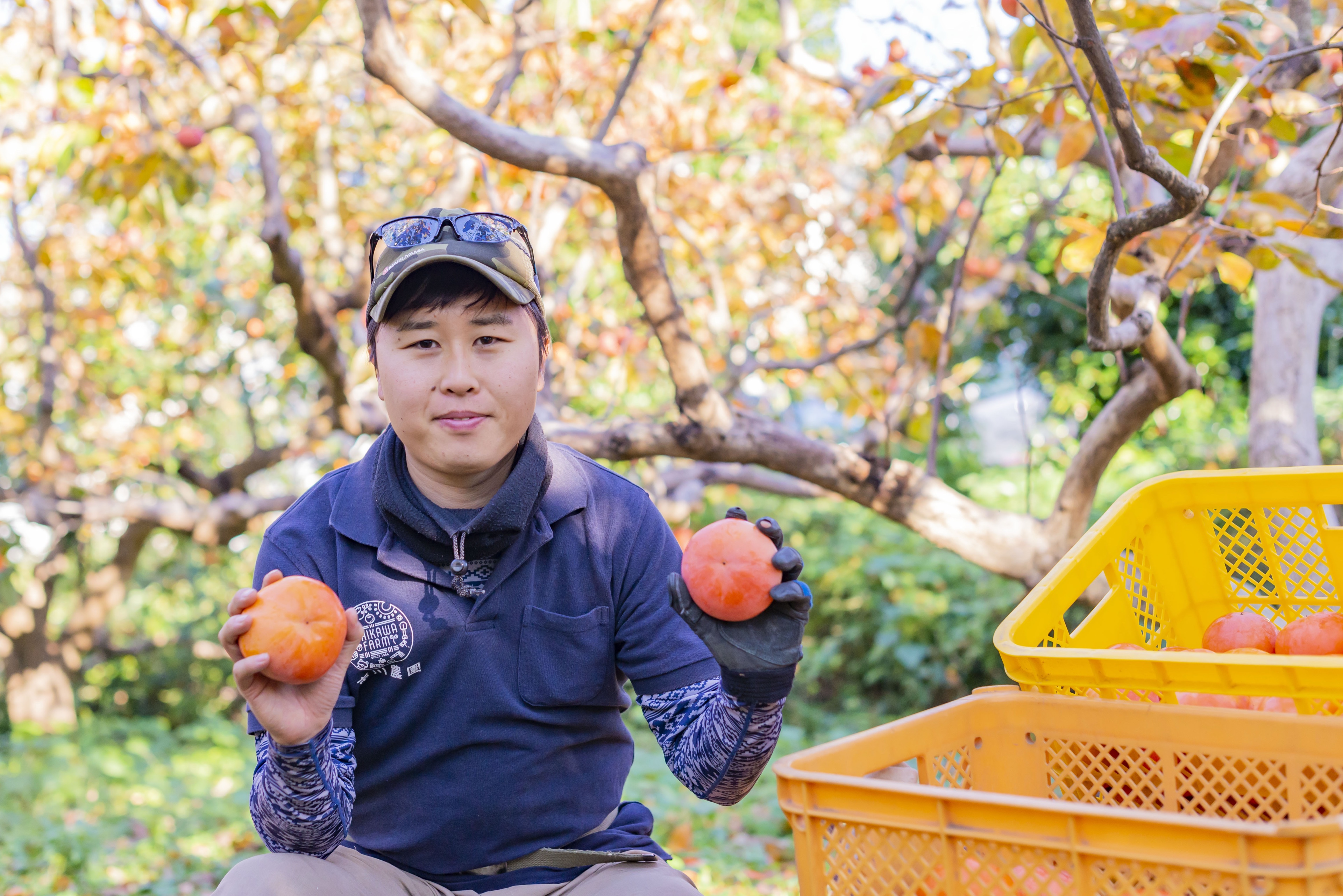 果樹園で収穫作業をする市川農園のスタッフ